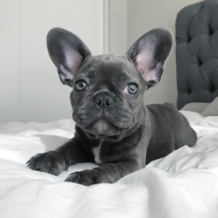 LOVELY FRENCH BULLDOG READY FOR ADOPTION