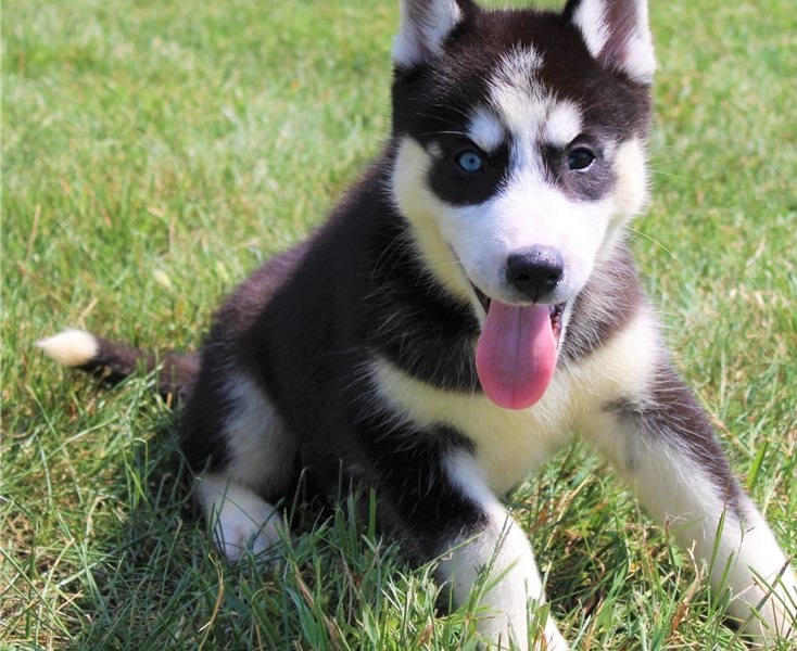 LOVELY SIBERIAN HUSKKY READY FOR ADOPTIO