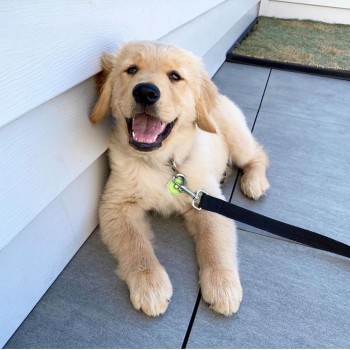 Lovely Golden retriever Puppies Availabl