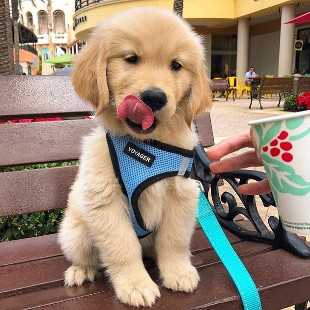 Lovely Golden retriever Puppies Availabl