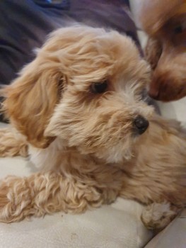 LOVELY MALTIPOO READY FOR ADOPTION.