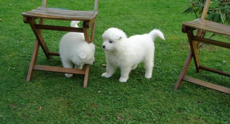 LOVELY SAMOYED READY FOR ADOPTION.