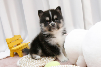 Pomsky pupppies