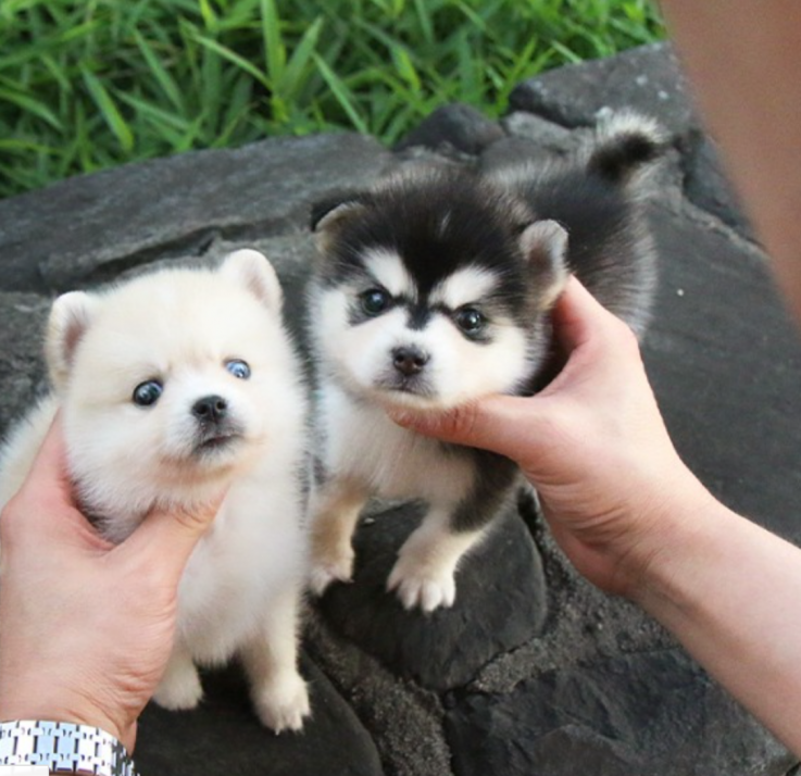 Pomsky pupppies