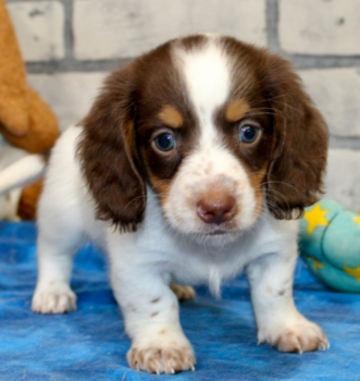 Dacshund puppies available 