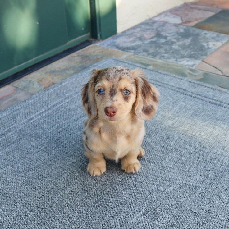 Lovely Dachshund Puppy for sale 