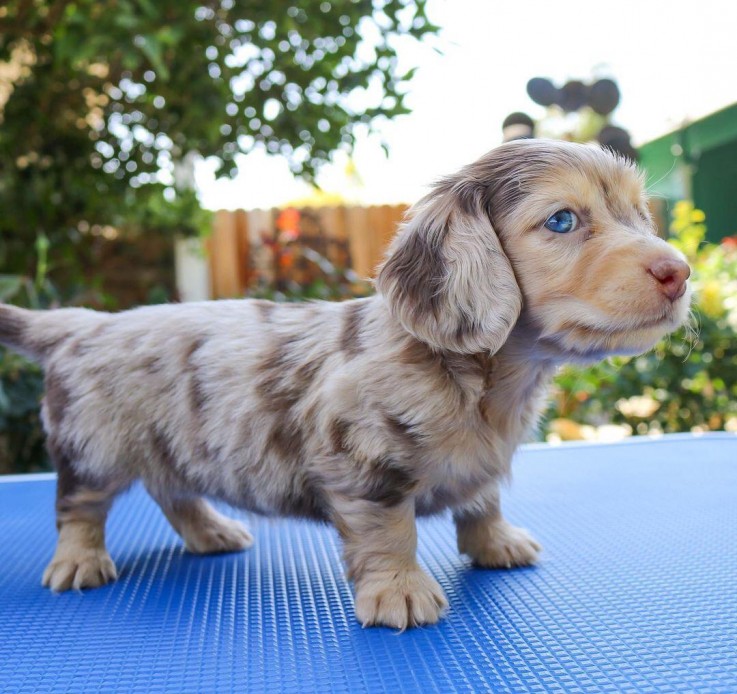 Lovely Dachshund Puppy for sale 