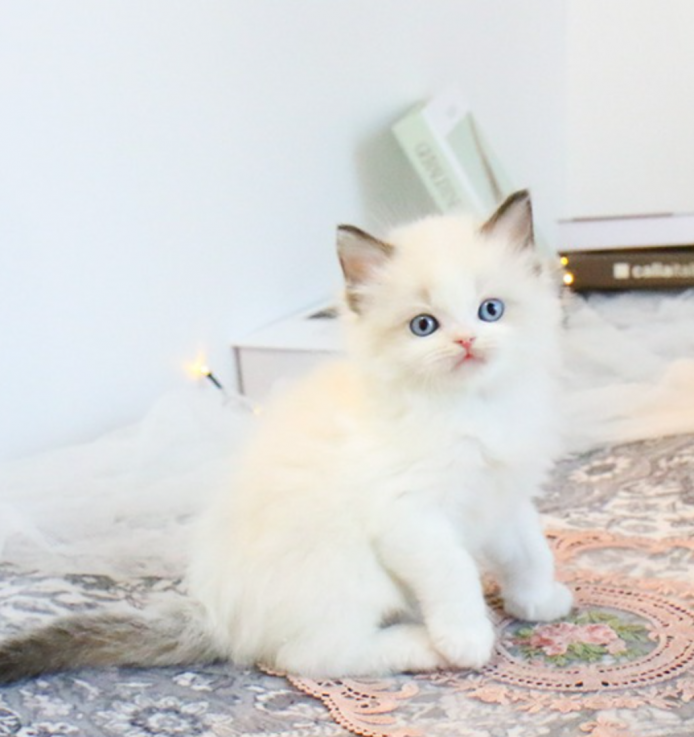 Ragdoll Coon kittens 