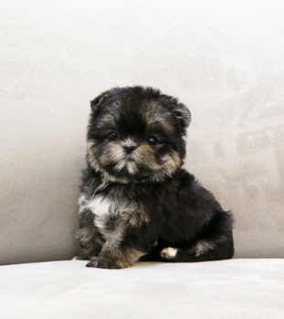 Morkie puppies available 