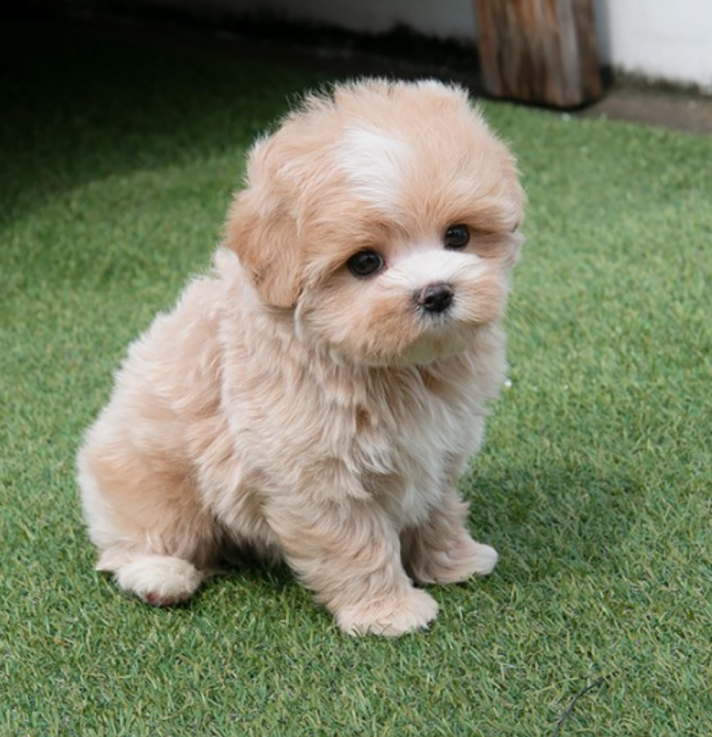 Maltipoo puppies available 