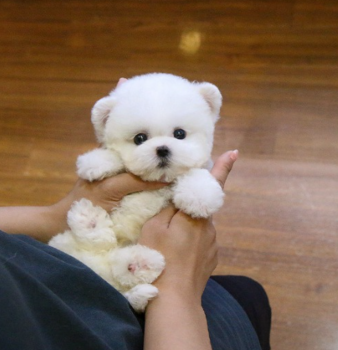 Bichon frise puppies 