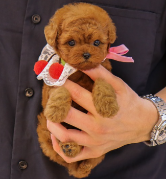 Poodle puppies available