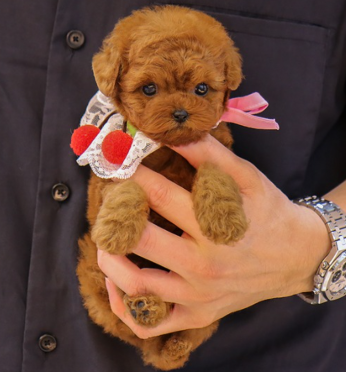 Poodle puppies available