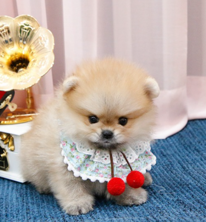 Pomeranian puppies available