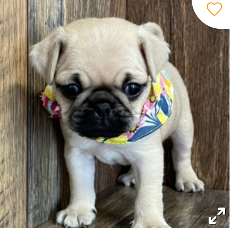 Pug puppies available