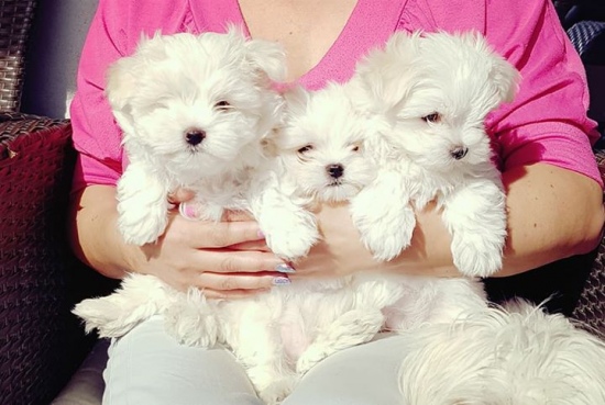 Cute Maltese Puppies For Sale