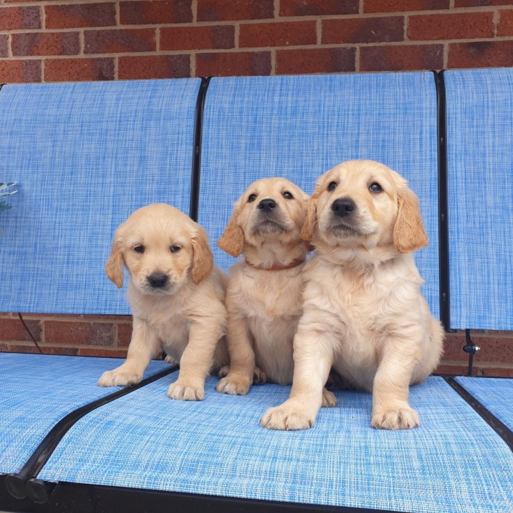 Registered Golden Retriever Puppies