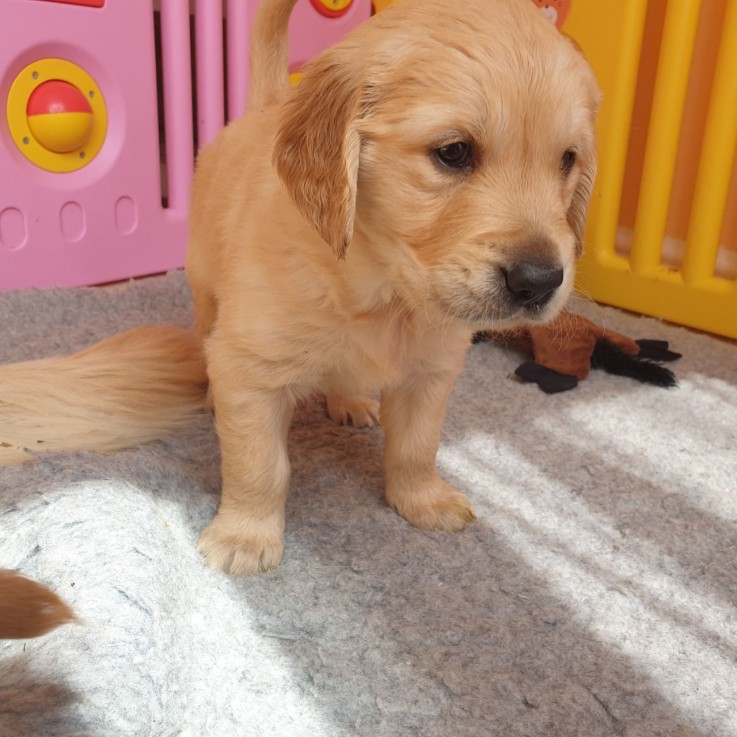 Registered Golden Retriever Puppies