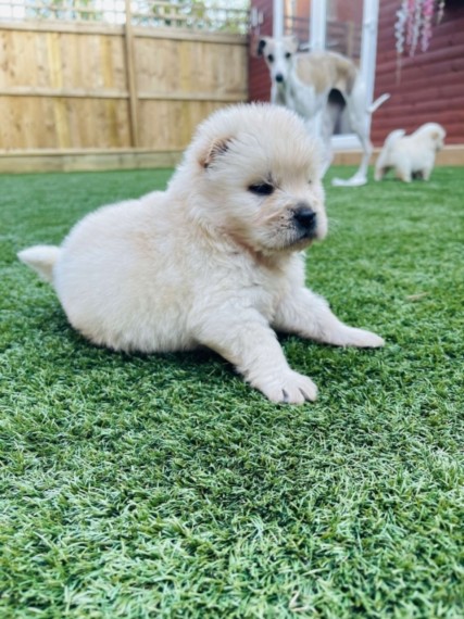 Very Playful Chow Chow Pups For Sale