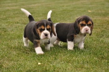 Beagle  puppies 