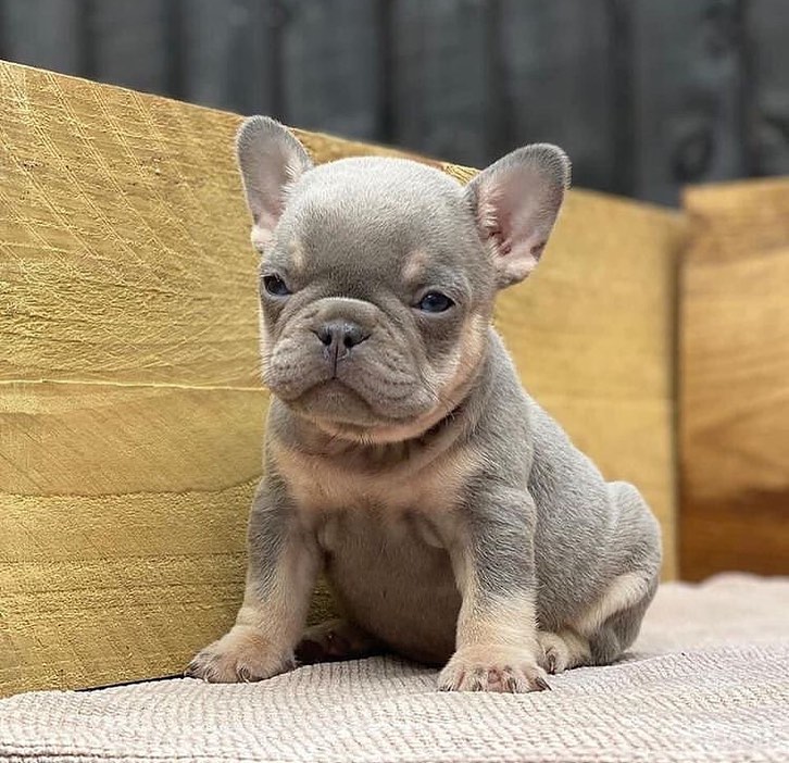 Cute french bulldog puppy for sale 