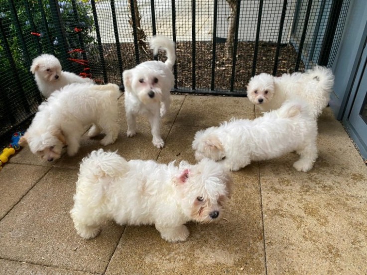  Adorable Bichon Frise puppies 