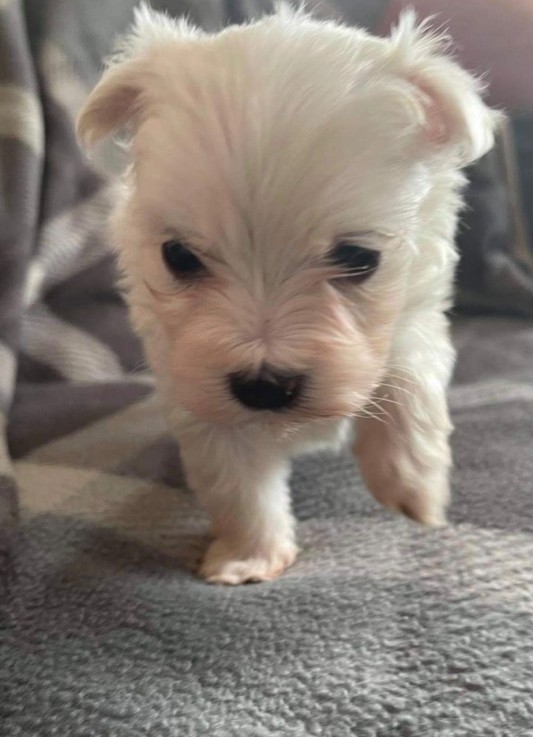 Fantastic White Maltese puppies availabl