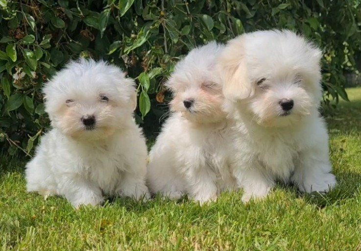  Gorgeous Maltese puppies 