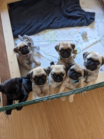  Gorgeous Pug  puppies 