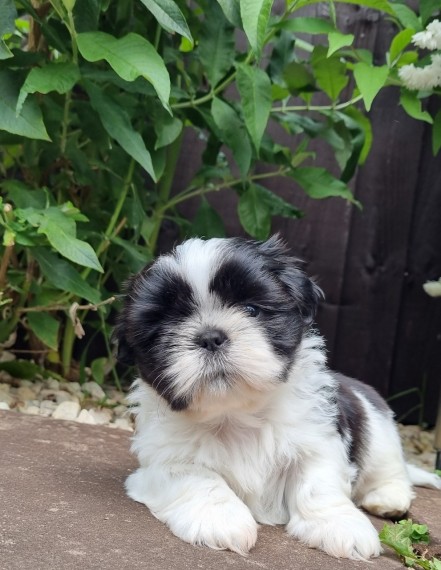 Cute  Shih Tzu Puppies 