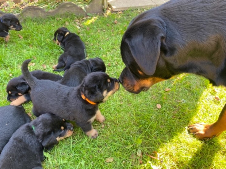  Absolutely Healthy Rottweiler puppies