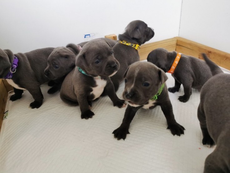 Staffordshire Bull Terrier  puppies 