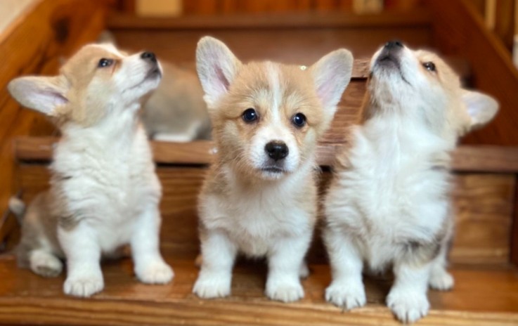 Welsh Corgi Pembroke  puppies 