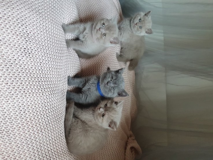 Adorable British Shorthair Kittens