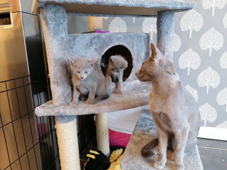 Russian Blue kittens 