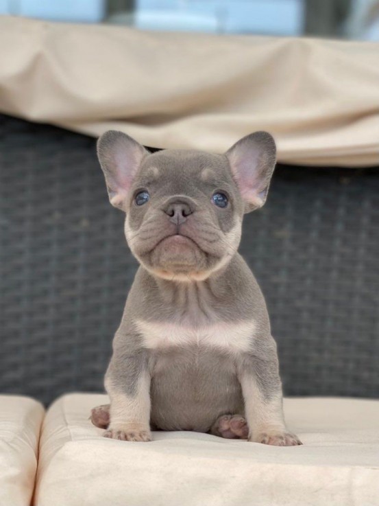 Cute french bulldog puppy for sale 