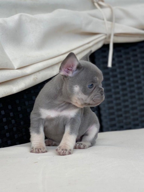 Cute french bulldog puppy for sale 