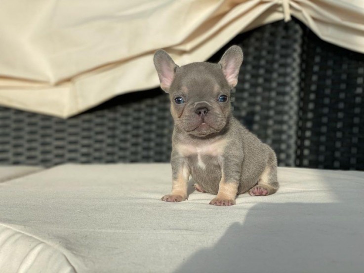 Cute french bulldog puppy for sale 