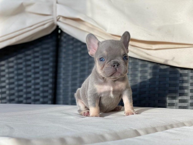 Cute french bulldog puppy for sale 