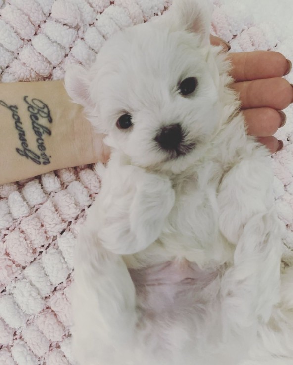 Fantastic White Maltese puppies availabl