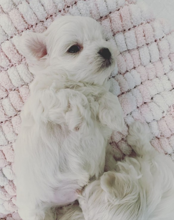 Fantastic White Maltese puppies availabl