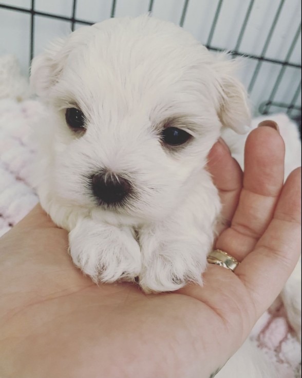 Fantastic White Maltese puppies availabl