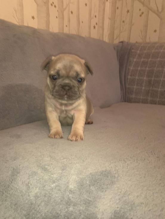 Registered french Bulldog puppy for sale