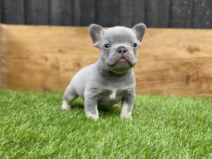 Registered french Bulldog puppy for sale