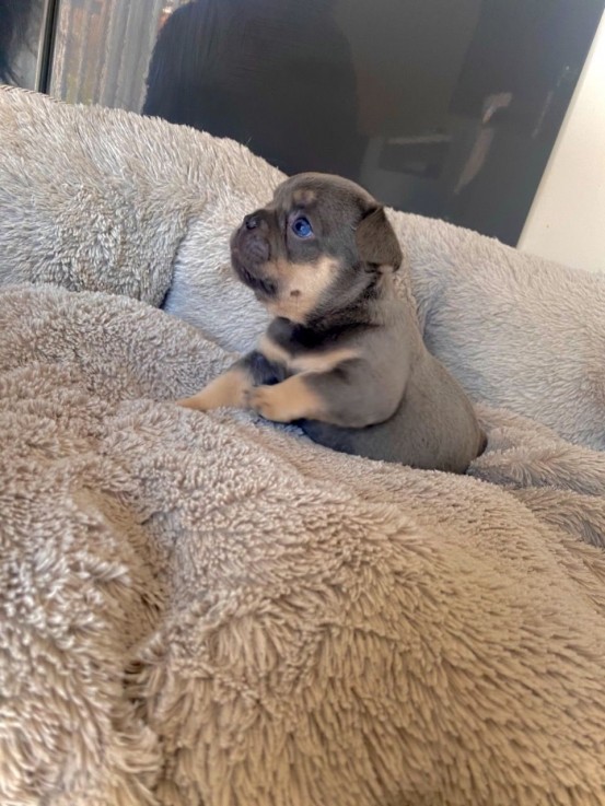 Registered french Bulldog puppy for sale