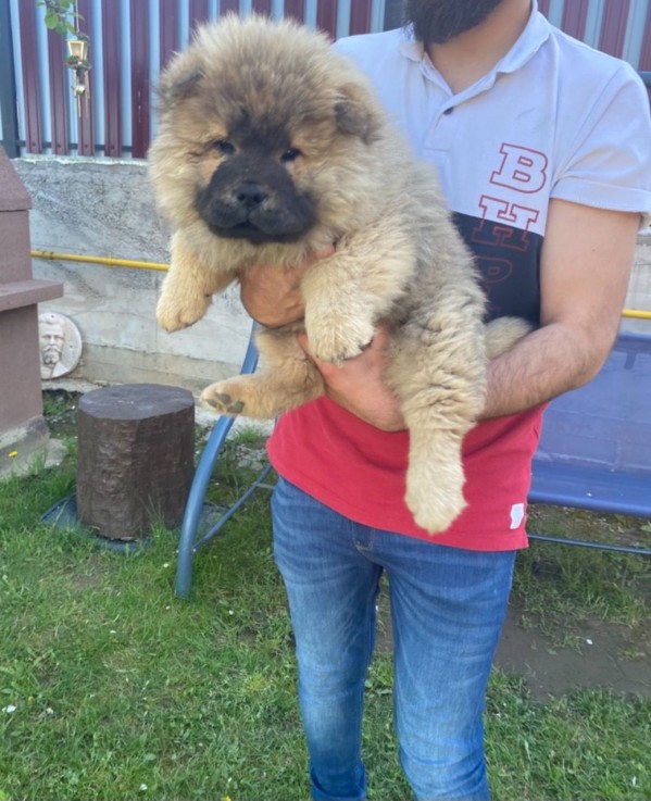 Very Playful Chow Chow Pups For Sale