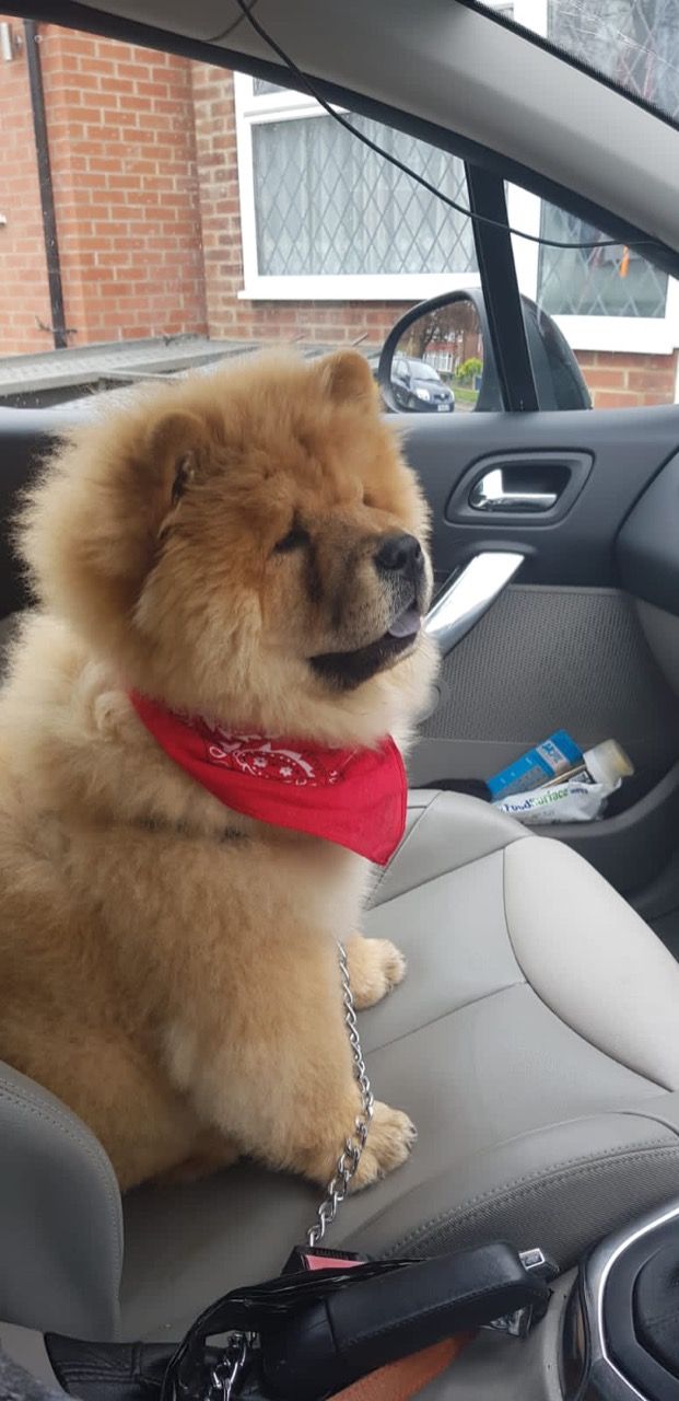 Very Playful Chow Chow Pups For Sale