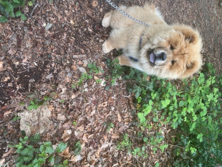 Very Playful Chow Chow Pups For Sale