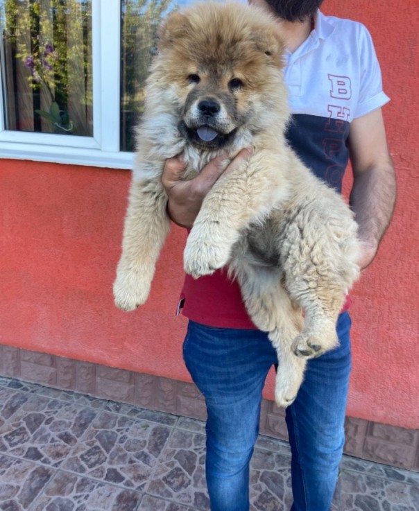 Very Playful Chow Chow Pups For Sale