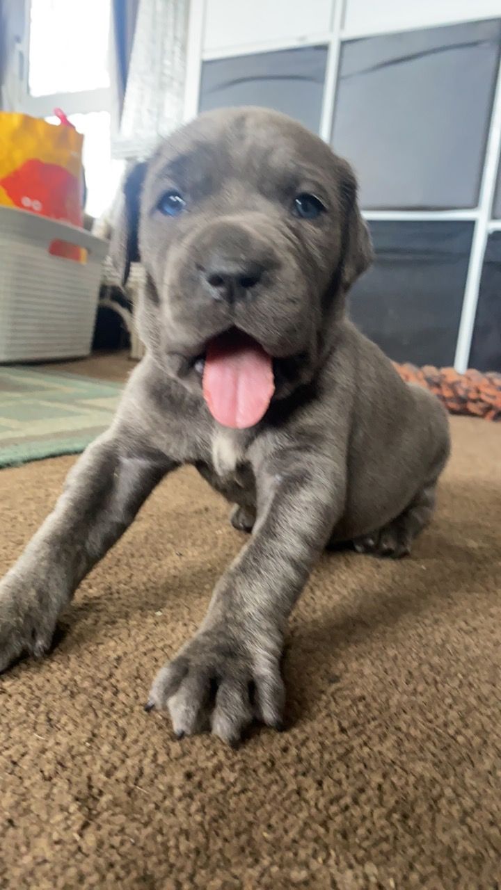 Neapolitan Mastiff Puppy for sale 